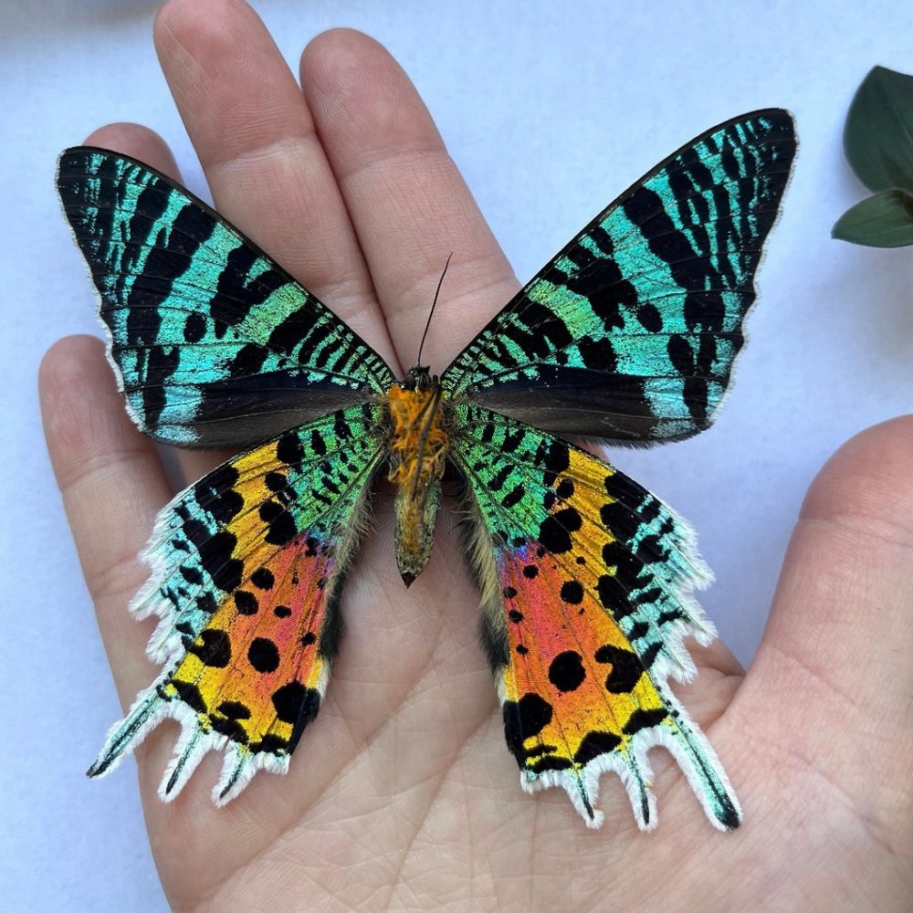 Genuine Butterfly Wing Pendant Madagascar Sunset Moth - Picture 5 of 6
